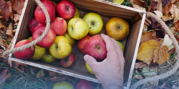Applefest at Fair Oaks Farms