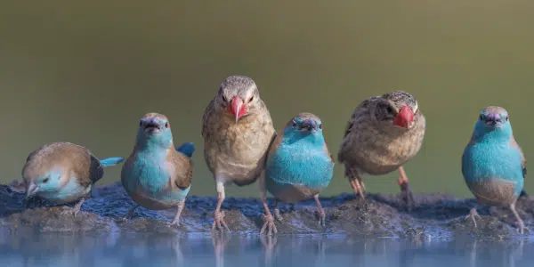 Rio Grande Valley Birding Festival