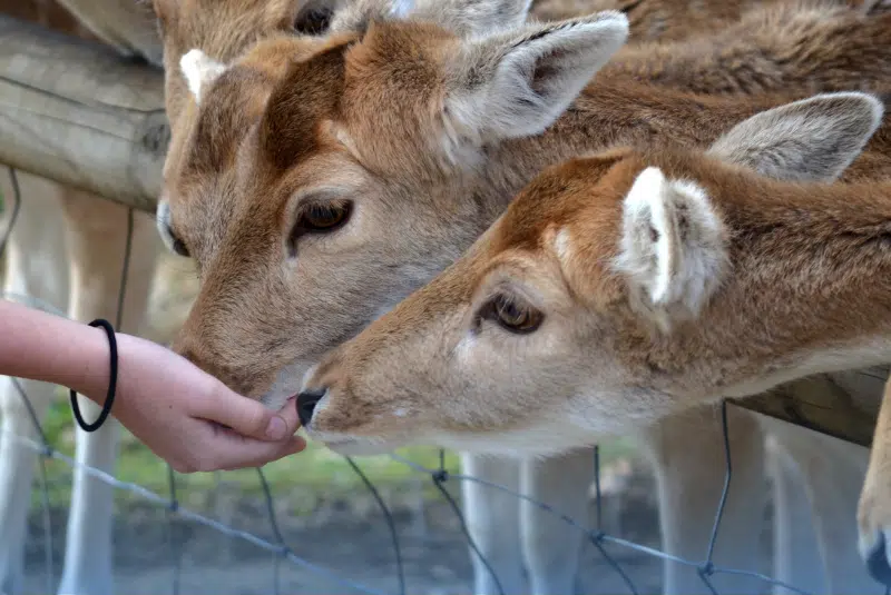 Ripley’s Believe It or Not museum