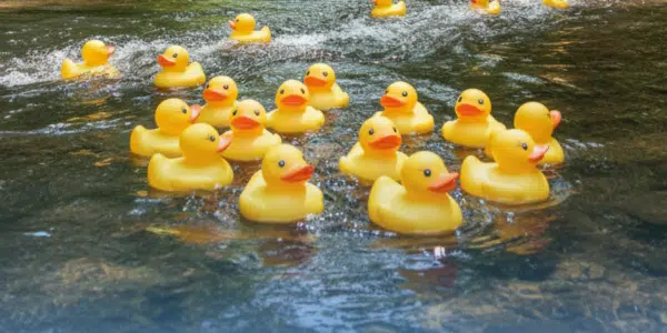 Rubber Duck Races