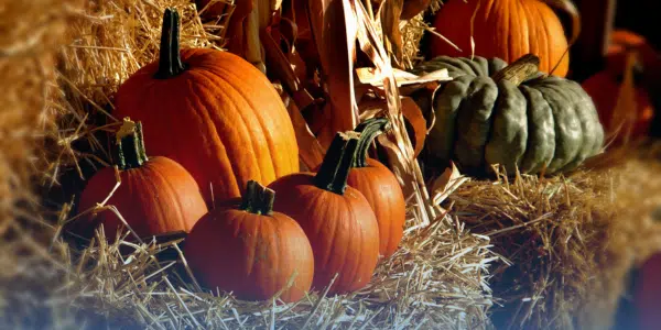 Fall Festival on McDonough Square