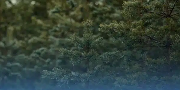 Pining for Pines Hike