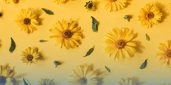 Yellow Daisy Festival
