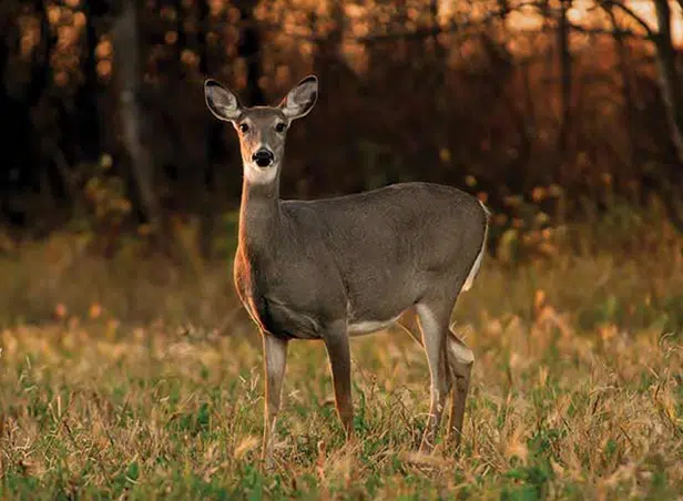 Wildlife watching and birding in North Georgia national forests, with birds perched in trees and natural forest habitat.