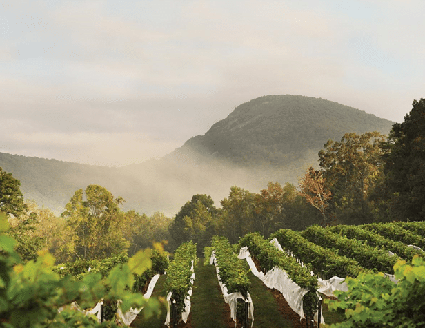 Visitors touring vineyards and craft breweries in North Georgia mountain towns, enjoying scenic views and local drinks.