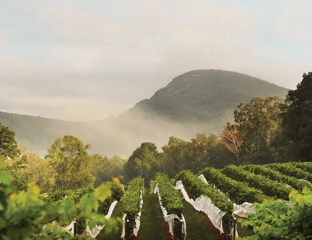 Visitors touring vineyards and craft breweries in North Georgia mountain towns, enjoying scenic views and local drinks.