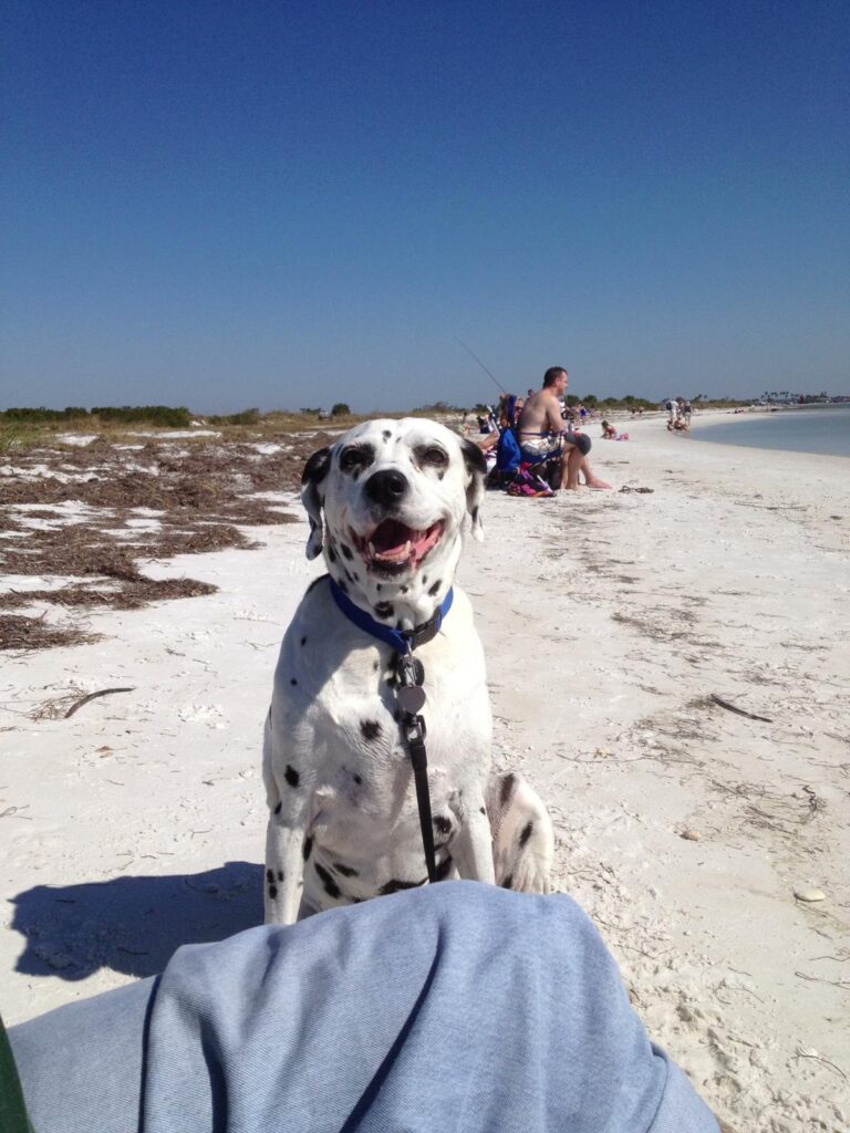 Honeymoon Island State Park pet-friendly beach with calm Gulf waters, sandy shoreline, nature trails, and visitors walking dogs along the coast