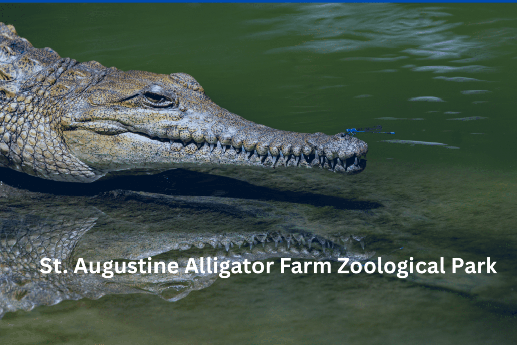 alligators at St. Augustine Alligator Farm Zoological Park in Florida.