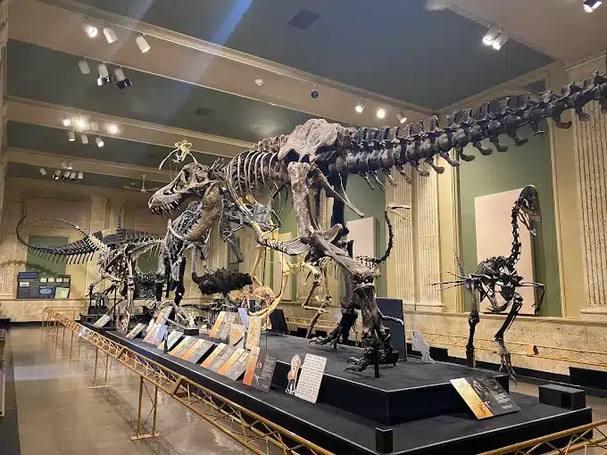 Dinosaur skeleton exhibit