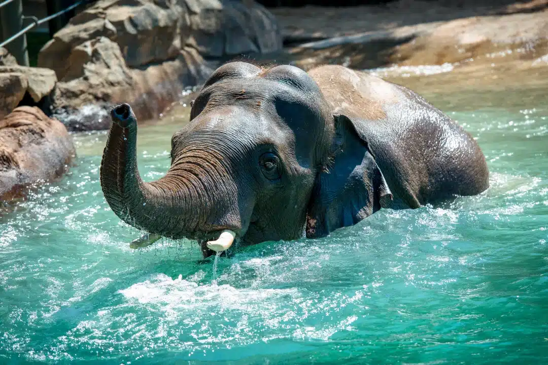 Houston Zoo