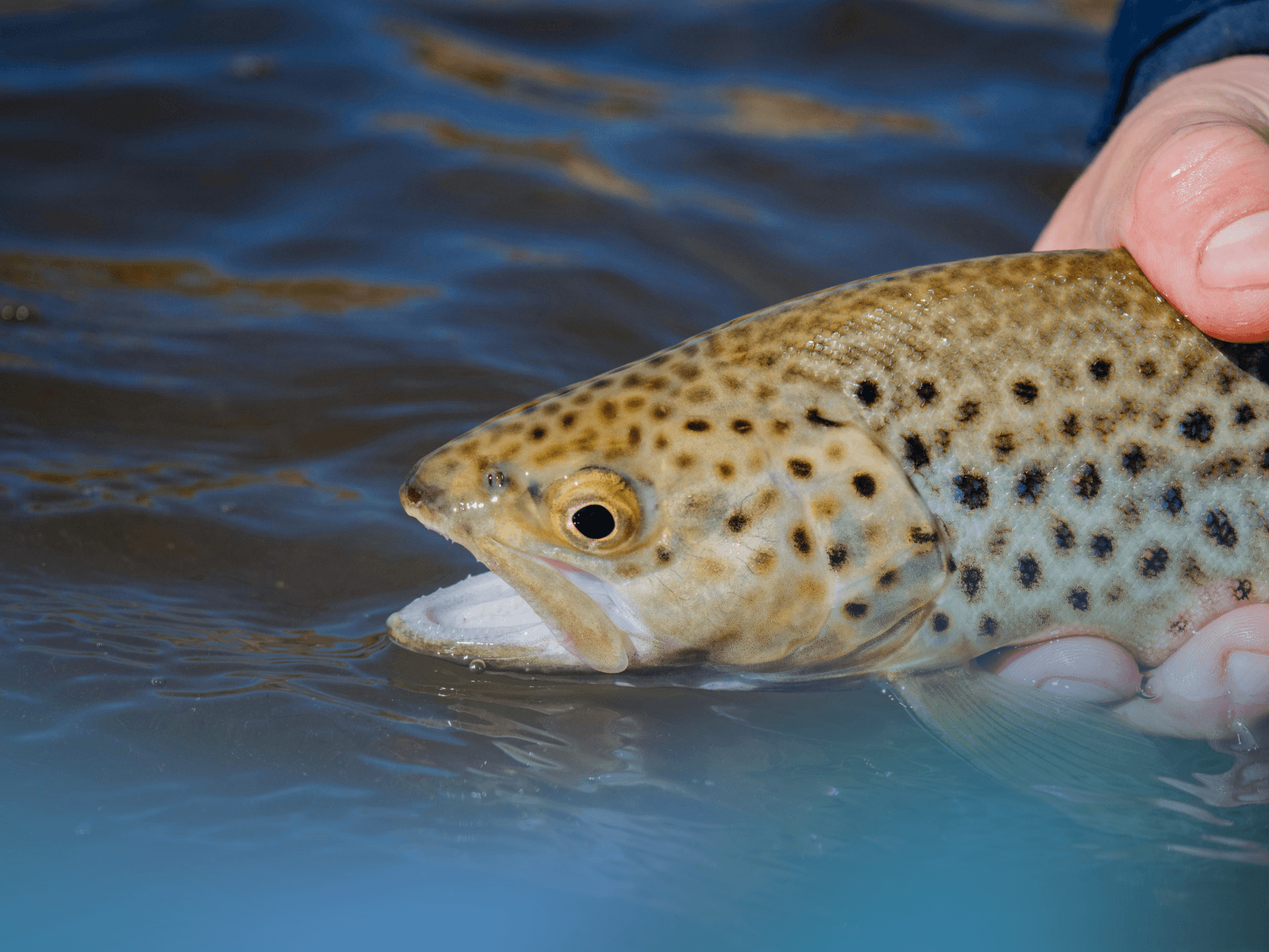 Blue Ridge Trout Festival