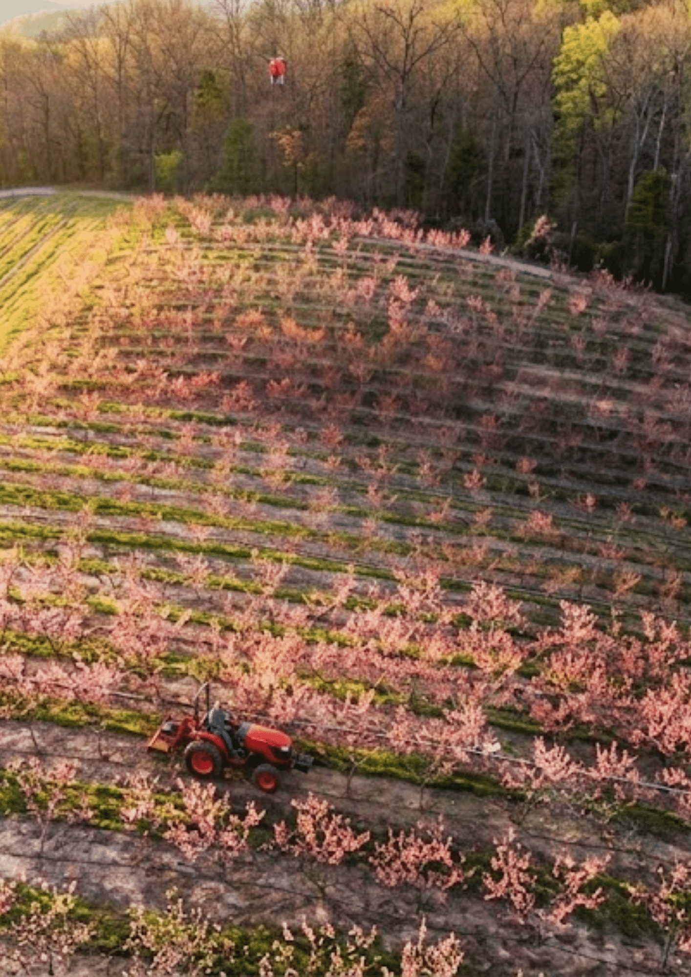 Mercier Orchards