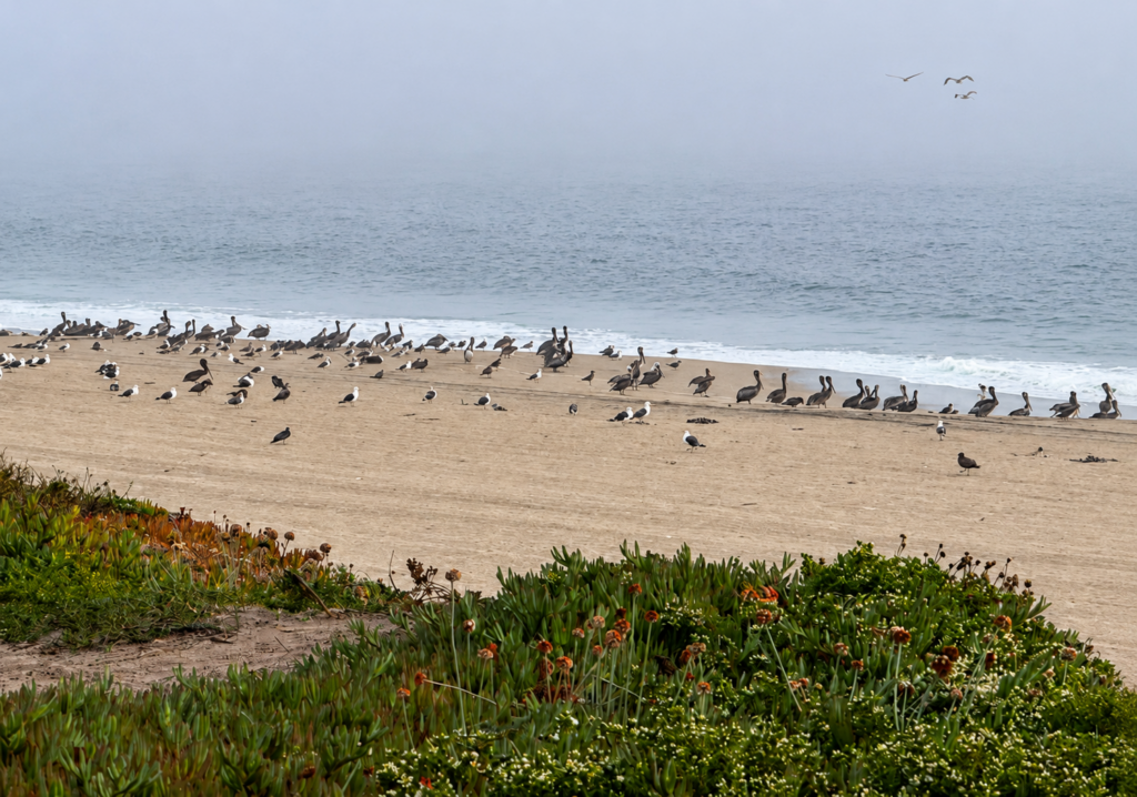 Foggy Half Moon Bay beach with seabirds along the shoreline