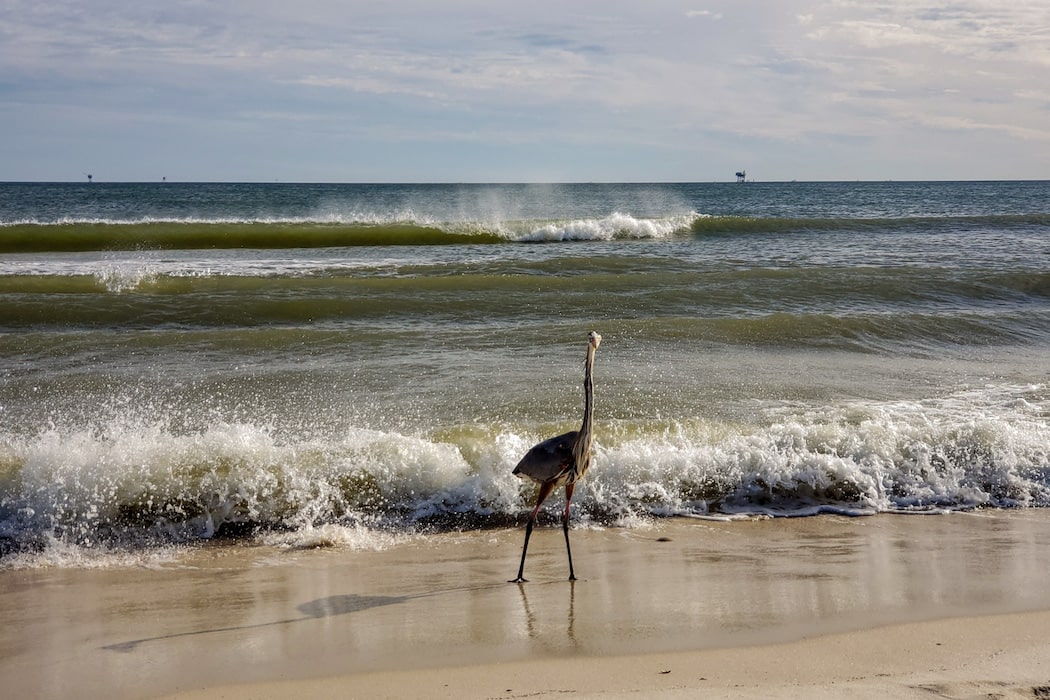Alabama Coastal Birding Trail