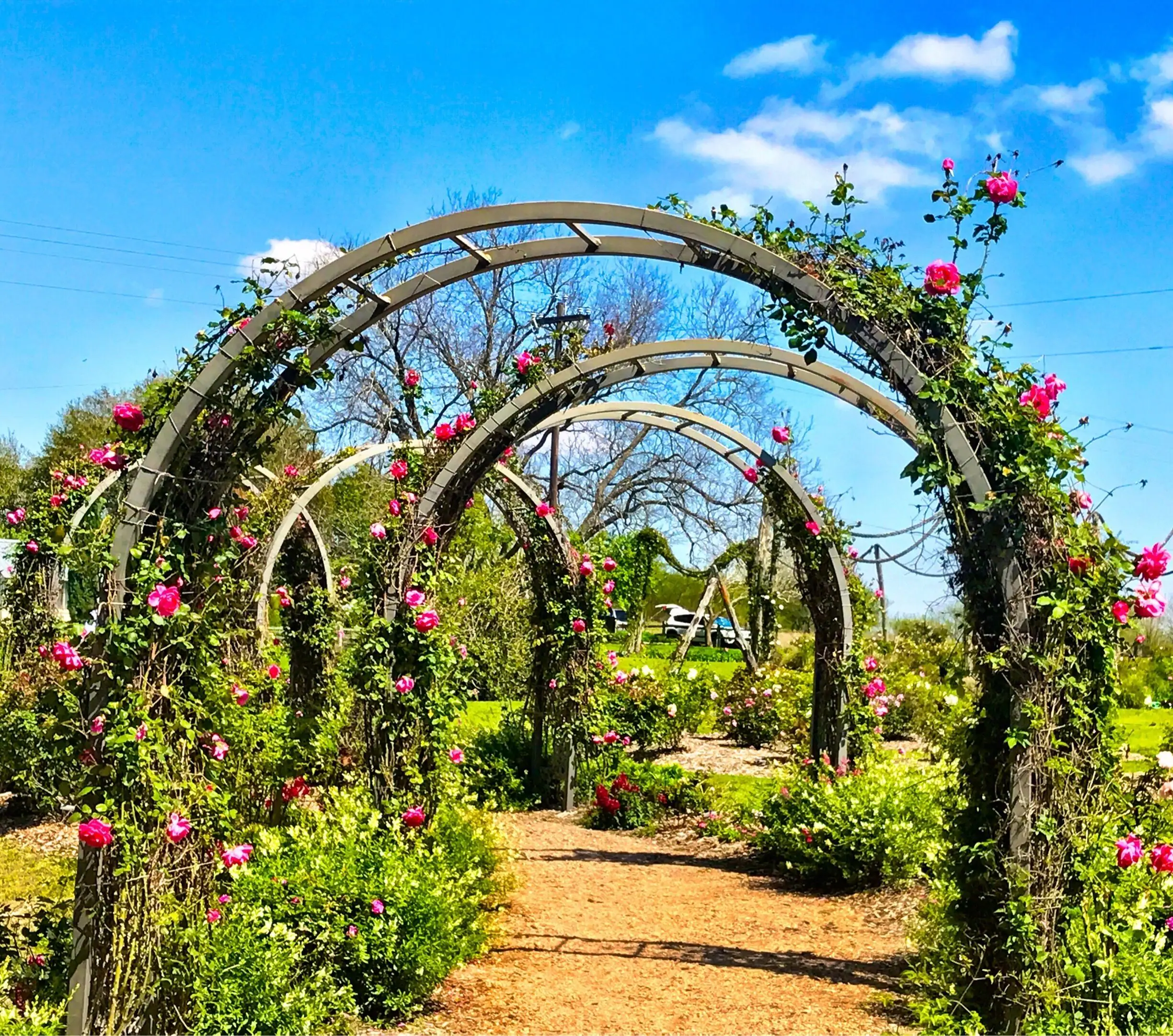 Antique Rose Emporium