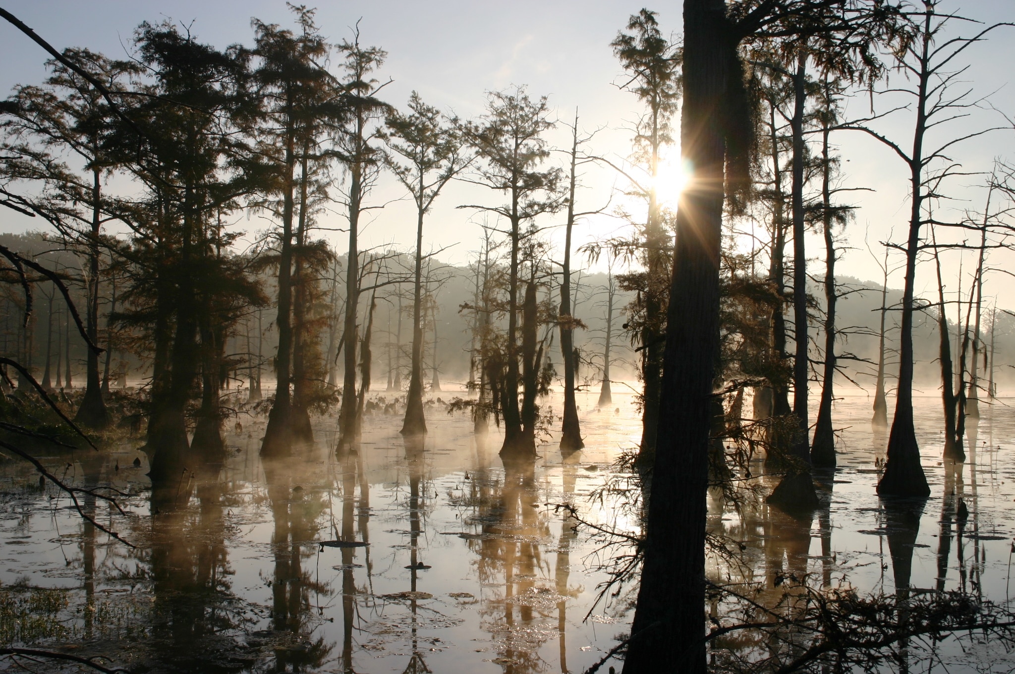 Bayou Black