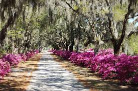 Bonaventure Cemetery