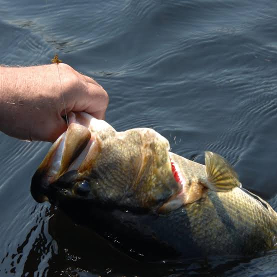 Fish Dayton / Battle of Chickamauga