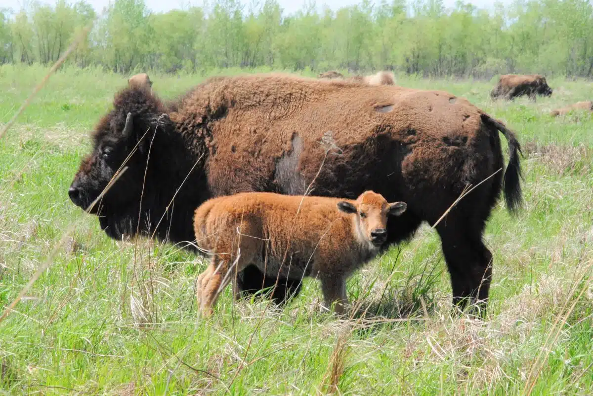Kankakee Sands Bison Preserve