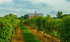 Lake Erie Wine Country