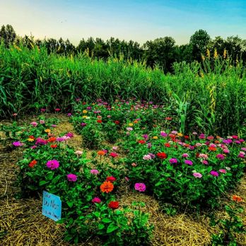 Merk Farms