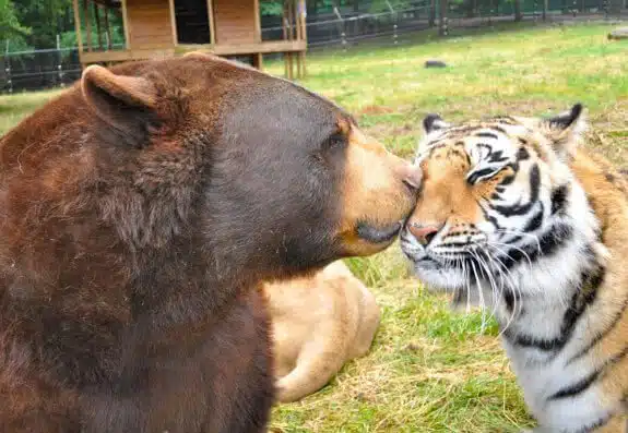 Noah's Ark Animal Sanctuary