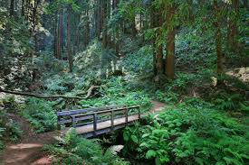 Purisima Creek Redwoods Open Space Preserve