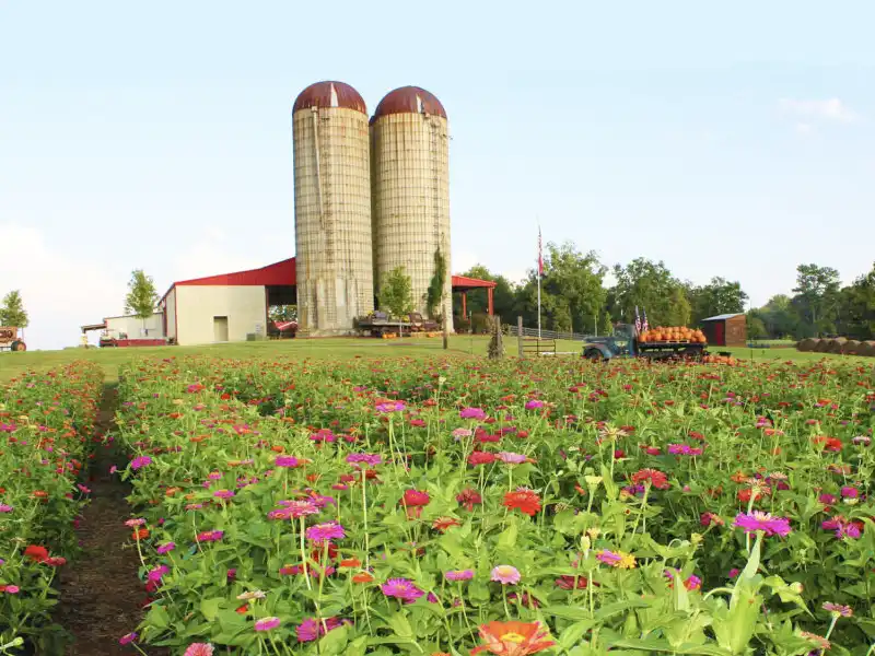 Southern Belle Farm