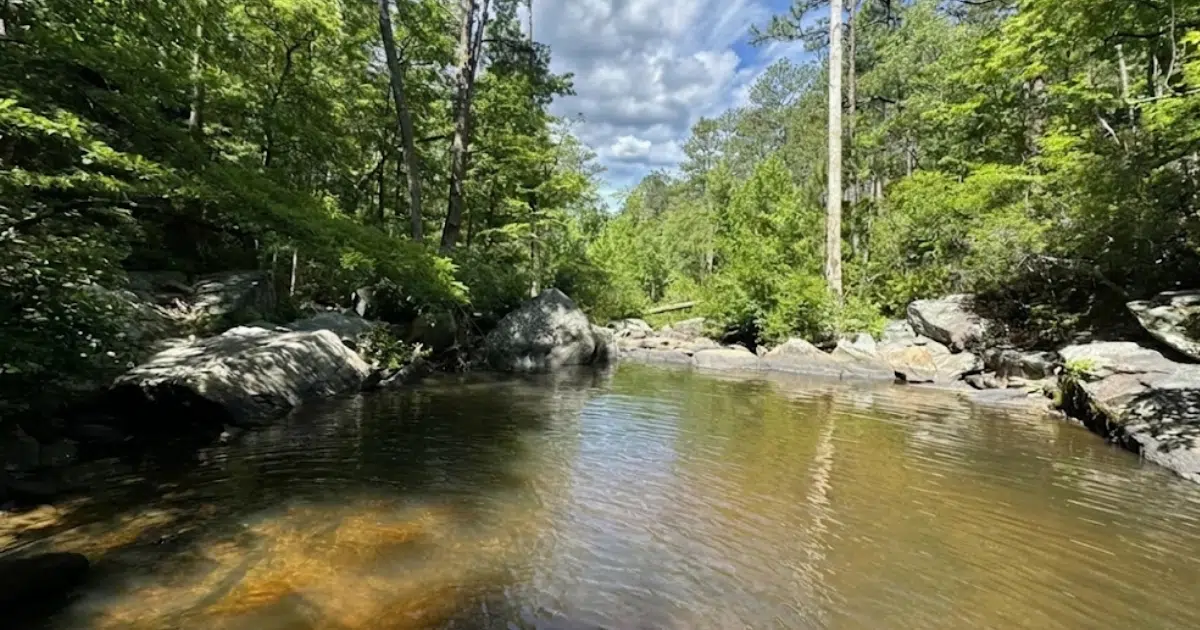 Talladega National Forest