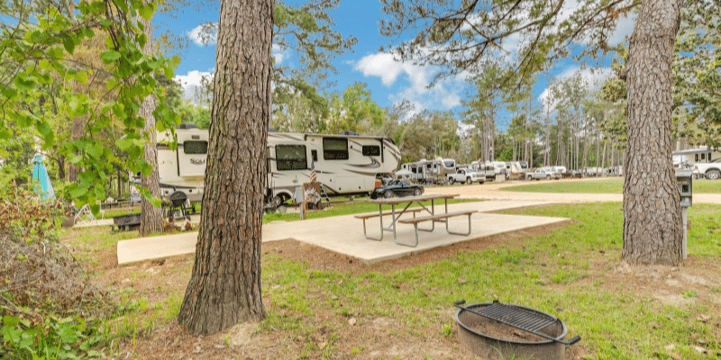 RV campsites at Jellystone Park surrounded by pine trees and outdoor picnic areas